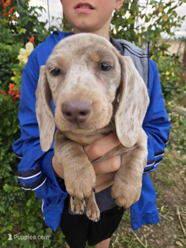 AKC Isabella Dapple Girl