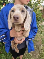 AKC Isabella Dapple Girl, a female Dachshund for sale in Casa Grande, AZ – Photo 3 of 9