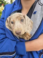 AKC Isabella Dapple Girl, a female Dachshund for sale in Casa Grande, AZ – Photo 2 of 9