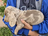 AKC Isabella Dapple Girl, a female Dachshund for sale in Casa Grande, AZ – Photo 9 of 9