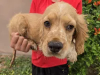 AKC Bella's Boy , a female Cocker Spaniel for sale in Casa Grande, AZ – 3 of 10