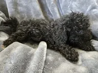 AKC Black Female, a female Poodle - Miniature  for sale in Casa Grande, AZ – 7 of 8
