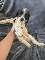 AKC Male, Text 520-254-7407 , a male Cocker Spaniel for sale in Casa Grande, AZ – 4 of 9