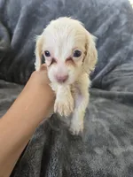 AKC White Male, TEXT 520-254-7407, a male Dachshund for sale in Casa Grande, AZ – 3 of 8