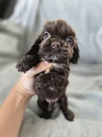 AKC Rosey's Chocolate Boy, TEXT 520-254-7407 , a male Cocker Spaniel for sale in Casa Grande, AZ – 3 of 6