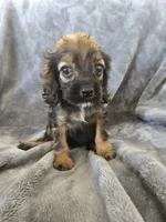 AKC Sable Girl, TEXT 520-254-7407, a female Cocker Spaniel for sale in Casa Grande, AZ – 3 of 9