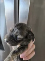 AKC Female, a female Dachshund for sale in Casa Grande, AZ – 9 of 9