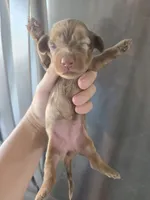 AKC Pepper's Chocolate Dapple Girl, TEXT 520-254-7407 , a female Dachshund for sale in Casa Grande, AZ – 7 of 8