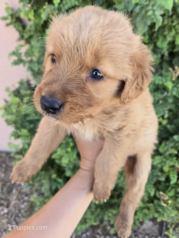 AKC Chloe's Boy – Golden Retriever puppy for sale in Casa Grande, AZ