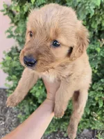 AKC Chloe's Boy, a male Golden Retriever for sale in Casa Grande, AZ – 2 of 6