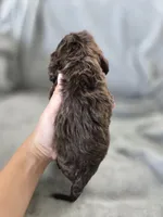 AKC Rosey's Chocolate Boy, TEXT 520-254-7407 , a male Cocker Spaniel for sale in Casa Grande, AZ – 4 of 6