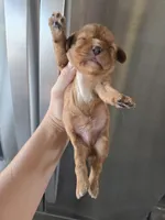 AKC Ruby Male - TEXT 520-254-7407, a male Cavalier King Charles Spaniel for sale in Casa Grande, AZ – 6 of 9