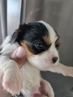 AKC Female - TEXT 520-254-7407 , a female Cavalier King Charles Spaniel for sale in Casa Grande, AZ – 5 of 9