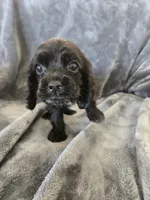 AKC Dora's Black Boy, Text 520-254-7407 , a male Cocker Spaniel for sale in Casa Grande, AZ – 5 of 10