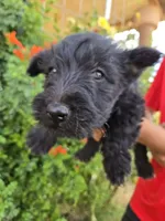 AKC Girl, a female Scottish Terrier for sale in Casa Grande, AZ – 3 of 6