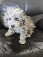 AKC Suki's Merle Female, a female Poodle - Miniature  for sale in Casa Grande, AZ – Photo 10 of 10