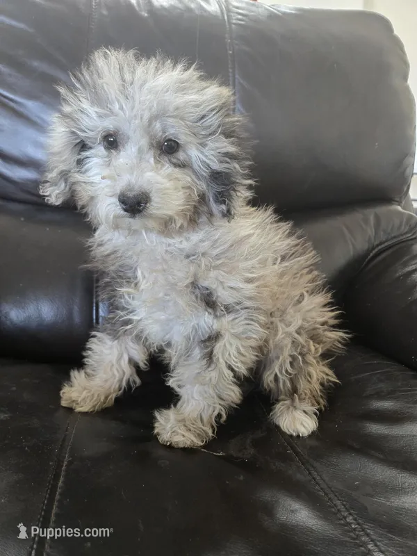 AKC Suki's Merle Female – Poodle - Miniature  puppy for sale in Casa Grande, AZ