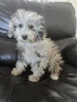 AKC Suki's Merle Female, a female Poodle - Miniature  for sale in Casa Grande, AZ – Photo 1 of 10