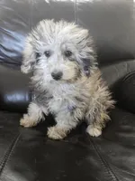 AKC Suki's Merle Female, a female Poodle - Miniature  for sale in Casa Grande, AZ – Photo 4 of 10