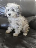 AKC Suki's Merle Female, a female Poodle - Miniature  for sale in Casa Grande, AZ – Photo 2 of 10