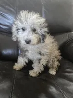 AKC Suki's Merle Female, a female Poodle - Miniature  for sale in Casa Grande, AZ – Photo 3 of 10