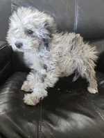 AKC Suki's Merle Female, a female Poodle - Miniature  for sale in Casa Grande, AZ – Photo 6 of 10