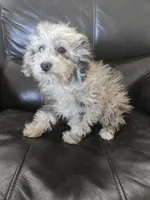 AKC Suki's Merle Female, a female Poodle - Miniature  for sale in Casa Grande, AZ – Photo 9 of 10
