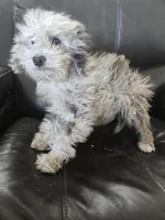 AKC Suki's Merle Female, a female Poodle - Miniature  for sale in Casa Grande, AZ – Photo 8 of 10
