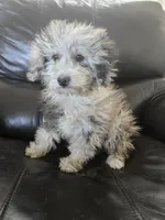 AKC Suki's Merle Female, a female Poodle - Miniature  for sale in Casa Grande, AZ – Photo 5 of 10