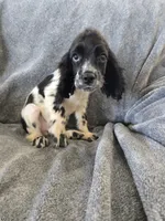 AKC Male, Text 520-254-7407 , a male Cocker Spaniel for sale in Casa Grande, AZ – 6 of 10