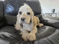 AKC Bella's Light Cocker Girl, a female Cocker Spaniel for sale in Casa Grande, AZ – 6 of 9