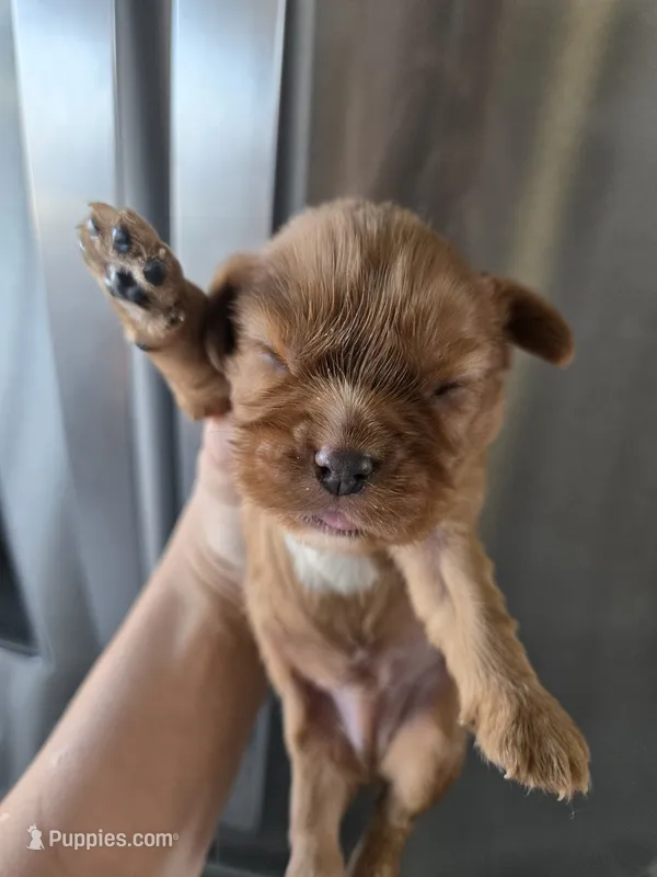 AKC Ruby Male - TEXT 520-254-7407 – Cavalier King Charles Spaniel puppy for sale in Casa Grande, AZ