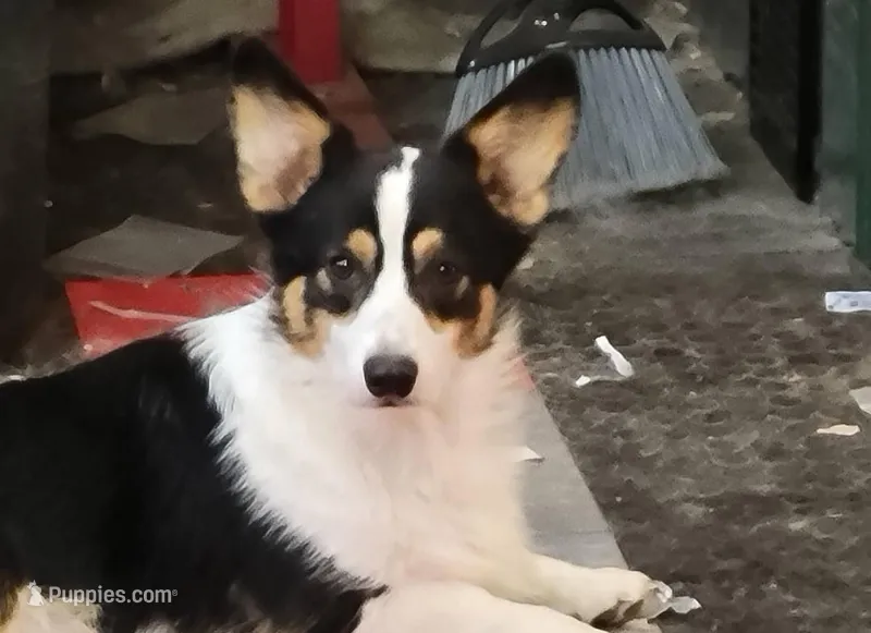 Full AKC Henry – Pembroke Welsh Corgi puppy for sale in Casa Grande, AZ