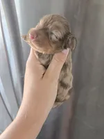 AKC Pepper's Chocolate Dapple Girl, TEXT 520-254-7407 , a female Dachshund for sale in Casa Grande, AZ – 3 of 8