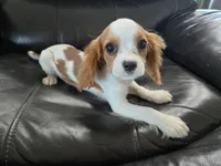 AKC Male, TEXT 520-254-7407, a male Cavalier King Charles Spaniel for sale in Casa Grande, AZ – 8 of 10