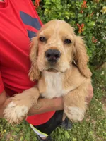 AKC Bella's Boy , a female Cocker Spaniel for sale in Casa Grande, AZ – 5 of 10
