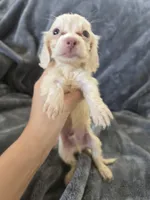 AKC White Male, TEXT 520-254-7407, a male Dachshund for sale in Casa Grande, AZ – 5 of 8