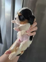 AKC Female - TEXT 520-254-7407 , a female Cavalier King Charles Spaniel for sale in Casa Grande, AZ – 6 of 9
