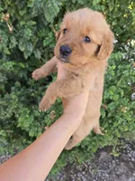 AKC Chloe's Boy, a male Golden Retriever for sale in Casa Grande, AZ – 6 of 6