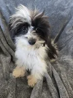 AKC Black & White Female, TEXT 520-254-7407, a female Havanese for sale in Casa Grande, AZ – 6 of 10