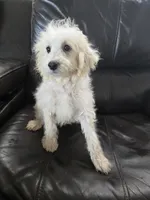 AKC Female - TEXT 520-254-7407 , a female Poodle - Miniature  for sale in Casa Grande, AZ – 2 of 10