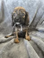 AKC Sable Girl, TEXT 520-254-7407, a female Cocker Spaniel for sale in Casa Grande, AZ – 2 of 9
