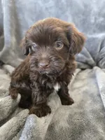 AKC Bisque's Brown Girl, TEXT 520-254-7407, a female Havanese for sale in Casa Grande, AZ – 6 of 10
