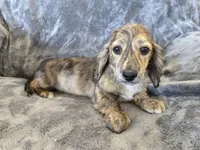 AKC Star's Male, a male Dachshund for sale in Casa Grande, AZ – Photo 4 of 7