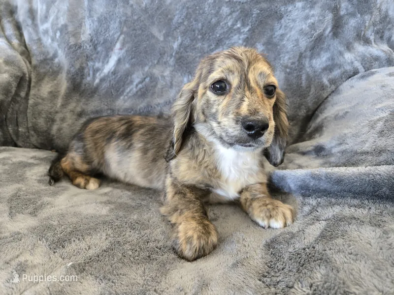 AKC Star's Male – Dachshund puppy for sale in Casa Grande, AZ