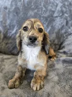 AKC Star's Male, a male Dachshund for sale in Casa Grande, AZ – Photo 3 of 7