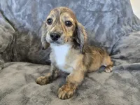 AKC Star's Male, a male Dachshund for sale in Casa Grande, AZ – Photo 2 of 7