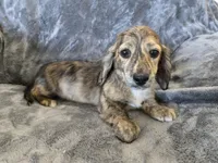 AKC Star's Male, a male Dachshund for sale in Casa Grande, AZ – Photo 6 of 7