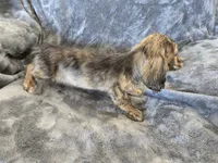 AKC Star's Male, a male Dachshund for sale in Casa Grande, AZ – Photo 7 of 7