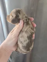 AKC Pepper's Chocolate Dapple Girl, TEXT 520-254-7407 , a female Dachshund for sale in Casa Grande, AZ – 4 of 8